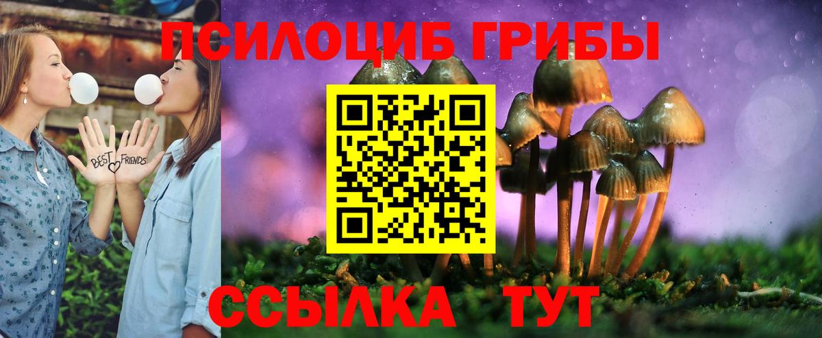 Галлюциногенные грибы Psilocybe Нововоронеж